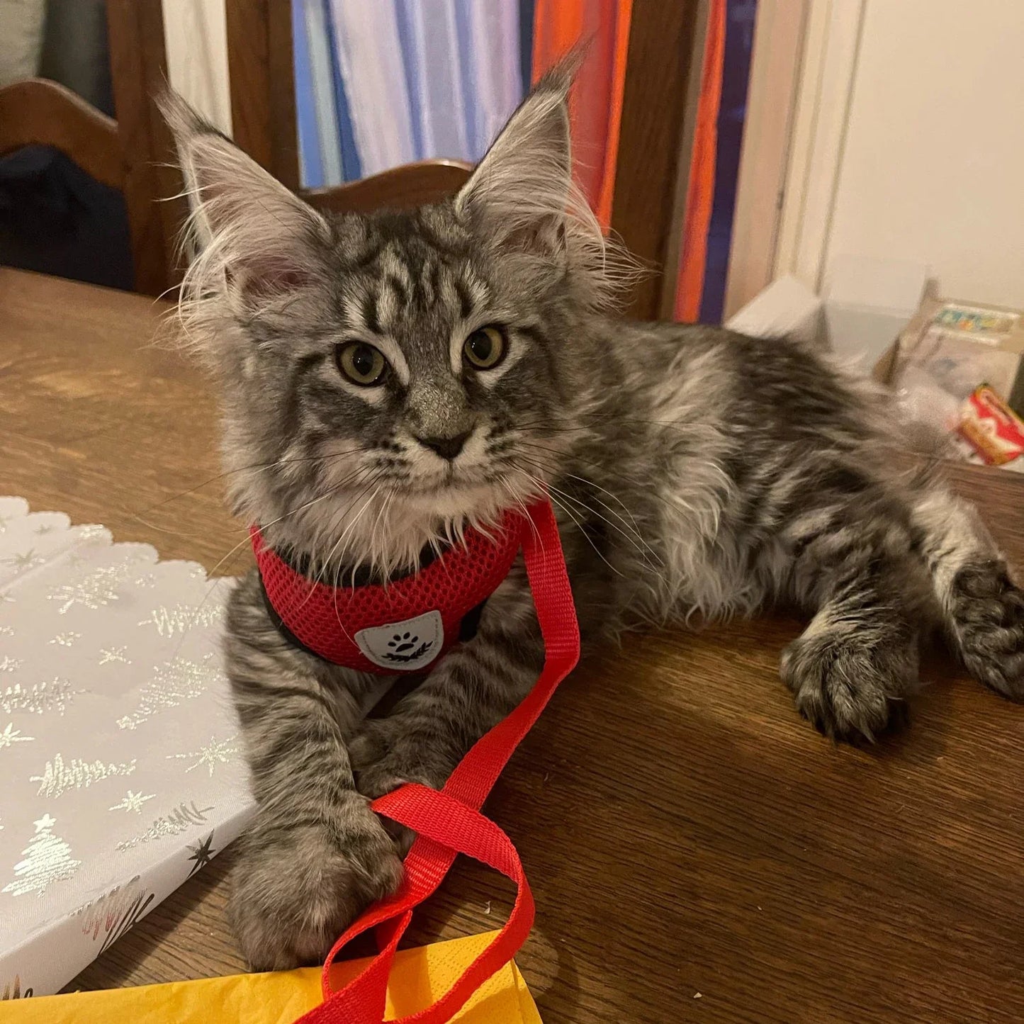 Pet Harness Adjustable Vest Walking Traction Rope Set for Dog Collar Breathable Mesh Harness for Small Medium Cat Collar